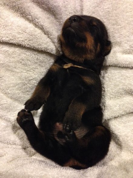 Brown - Click for Larger View