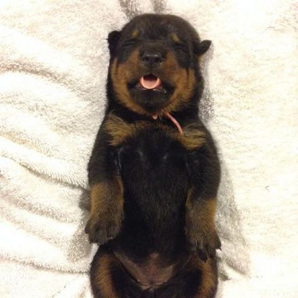 Yellow - Click for Larger View