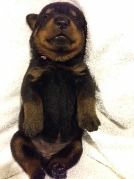 Purple - Click for Larger View