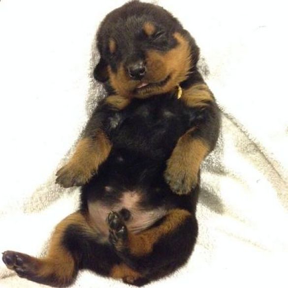 Yellow - Click for Larger View