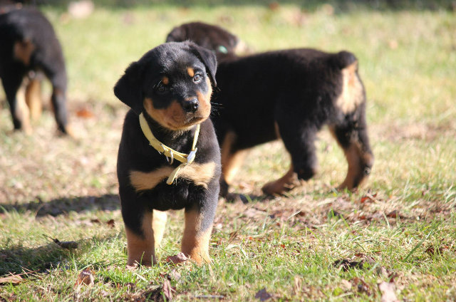 Daisy as a pup - Click for Larger View