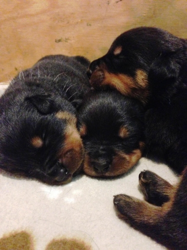 Daisy x Bubba pups - Click for Larger View