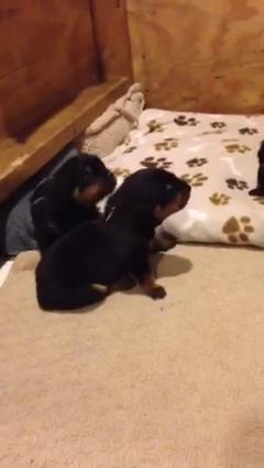2 week old puppies playing