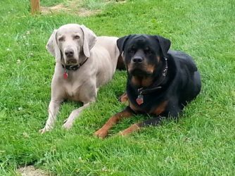 dogs/Benson 2yrs old - Click for Larger View