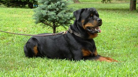 Benson July 2013 2.5yrs old - Click for Larger View