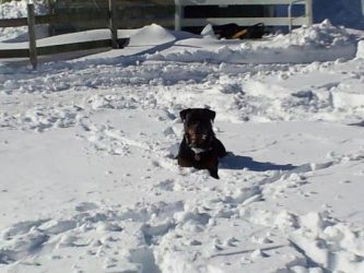 dogs/Benson 2yrs old - Click for Larger View