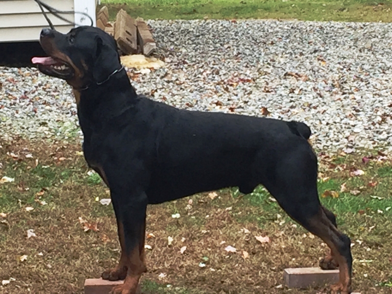 15 months - attention training - Click for larger view