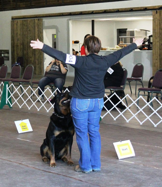 Dover 2.5yr 3rd leg Rally Novice - Click for Larger View