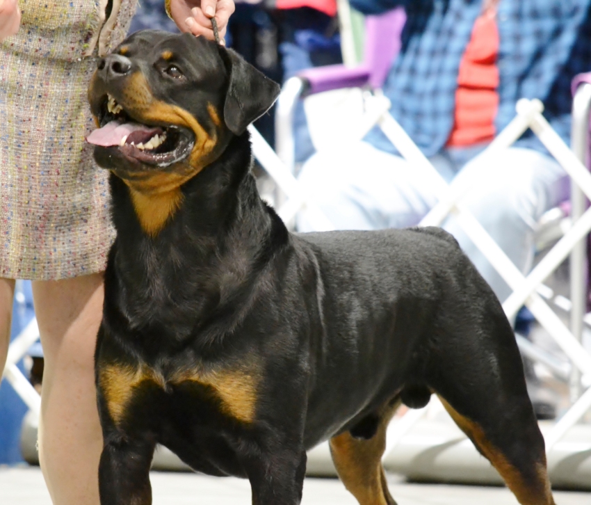 Dovers 2yrs 4months - Click for Larger View