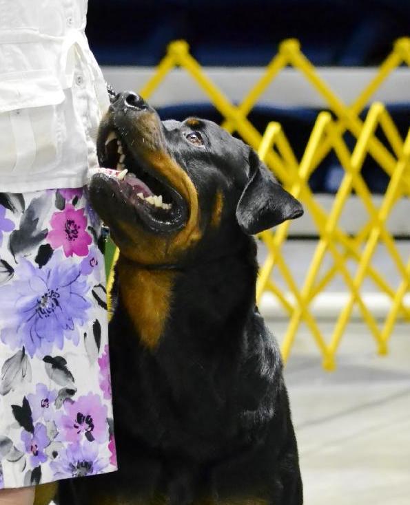 Dover - Click for Larger View