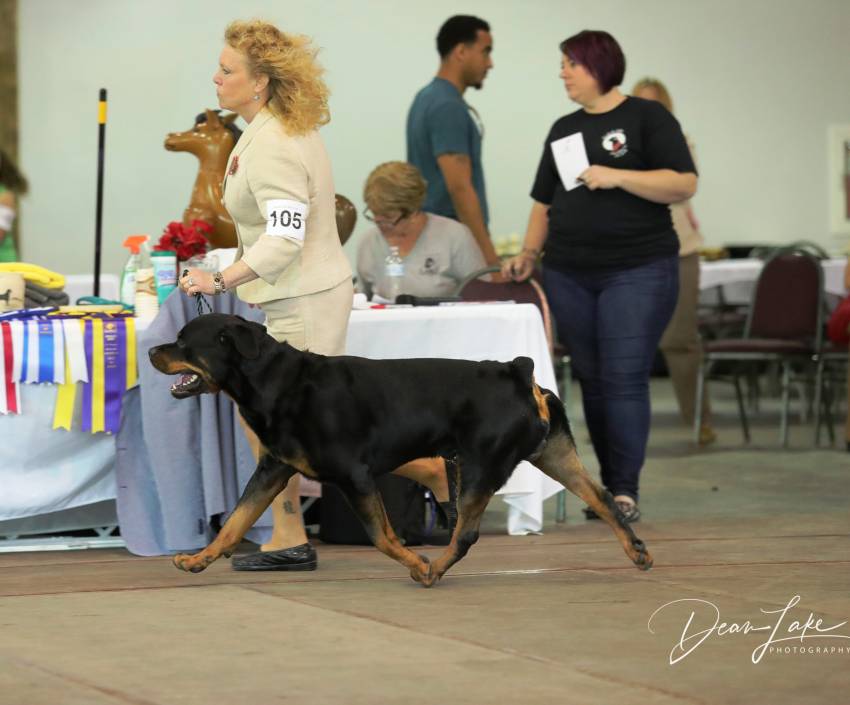 Dover 2.5yr 3rd leg Rally Novice - Click for Larger View