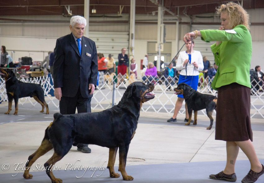 Dover 2yrs 4months - Click for Larger View