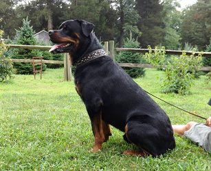 Handsome Ben 2.5yrs old July 2013 - Click for Larger View