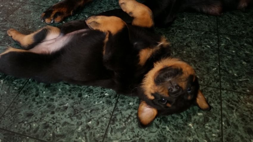 Kaptain @ 5 weeks - click for larger view