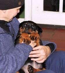 Female Rottweiler Puppy @ 5.5 weeks - Click for Larger View