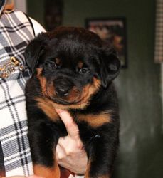 Female Rottweiler Puppy @ 5.5 weeks - Click for Larger View