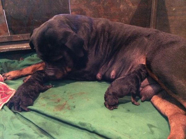 Leeloo with first 2 puppies 12 25 2013
