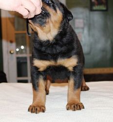 Male Rottweiler Puppy @ 5.5 weeks - Click for Larger View