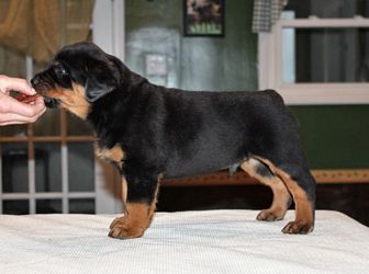 Male Rottweiler Puppy @ 5.5 weeks - Click for Larger View