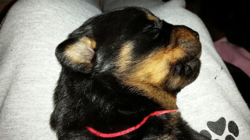 2.5wks  red girl