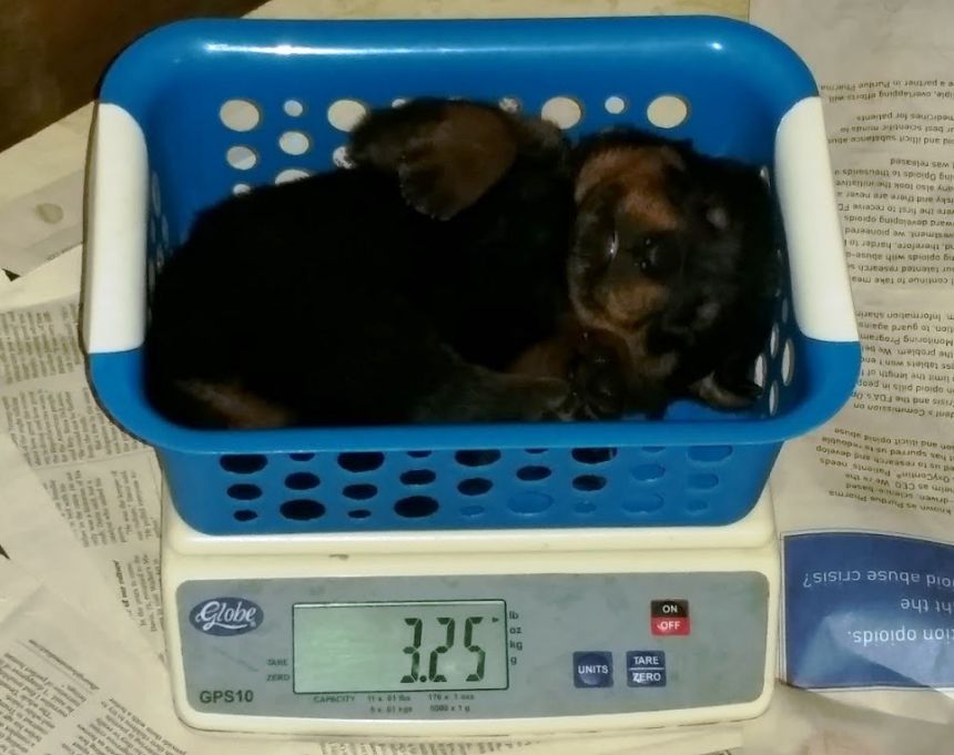 3 weeks Blue boy 3.25lbs