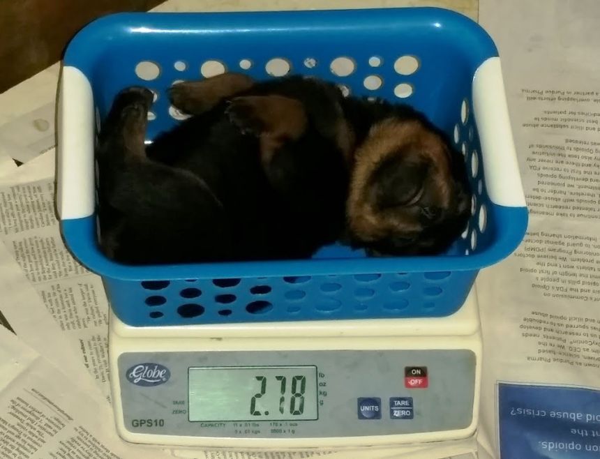 3 weeks brown girl