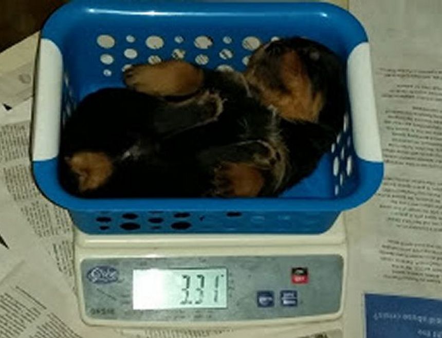 3 weeks green girl 3.31