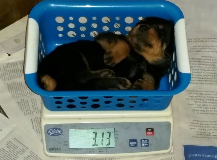 3 weeks grey boy 3.13lbs