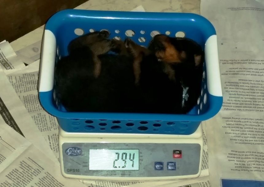 3 weeks light blue 2.94