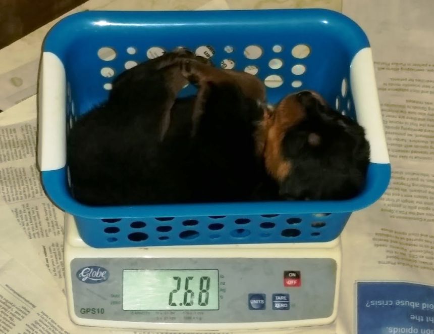 3 weeks orange 2.68