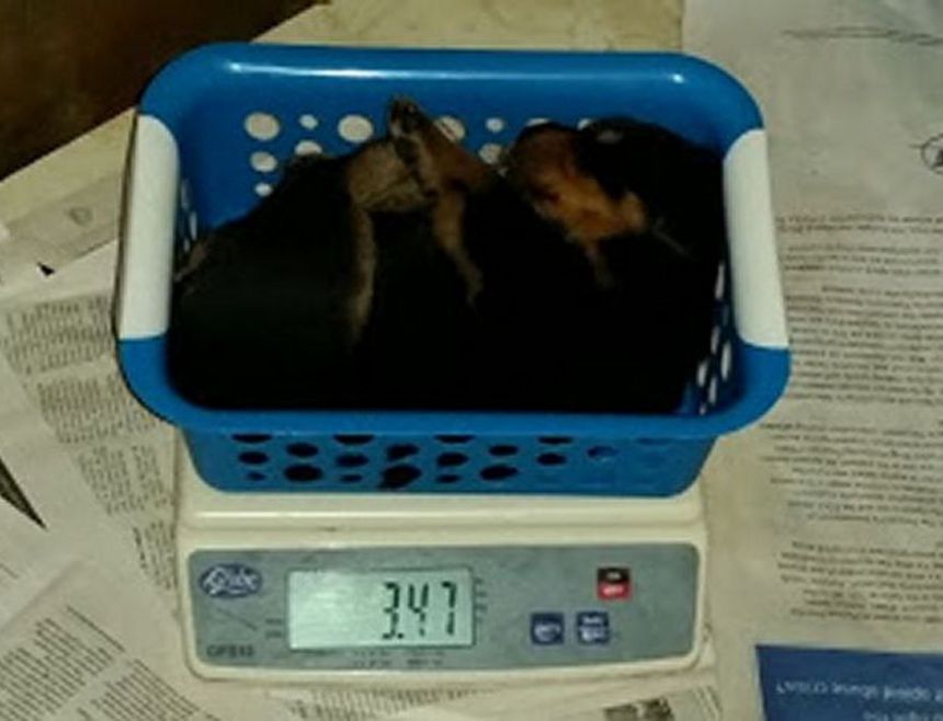 3 weeks purple boy 3.47lbs
