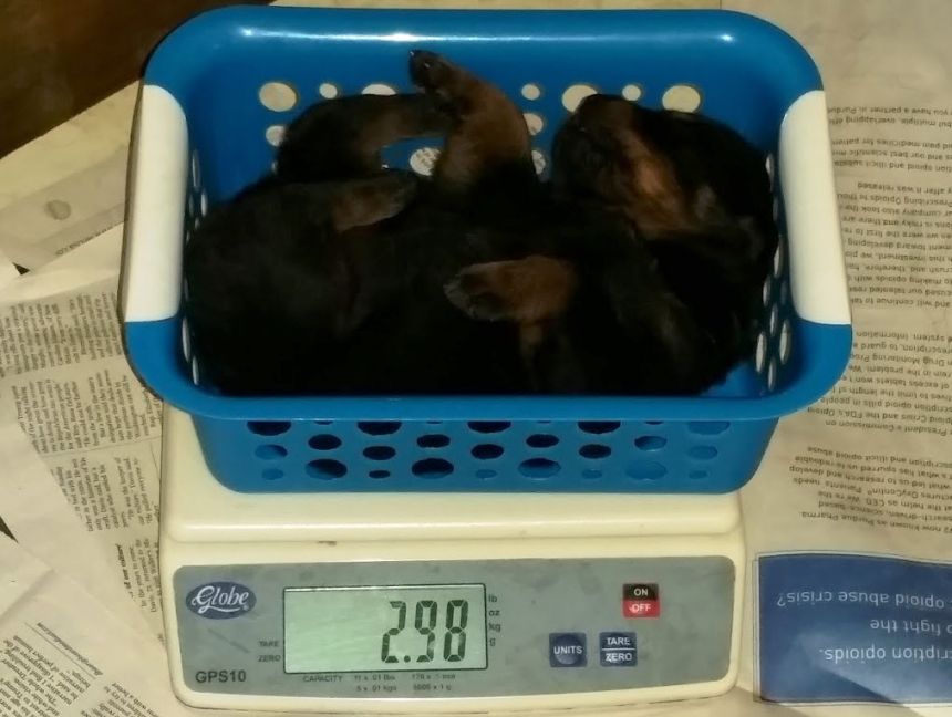 3 weeks yellow girl 2.98lbs
