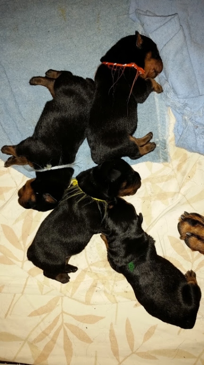 4 puppy pinwheel 3 days