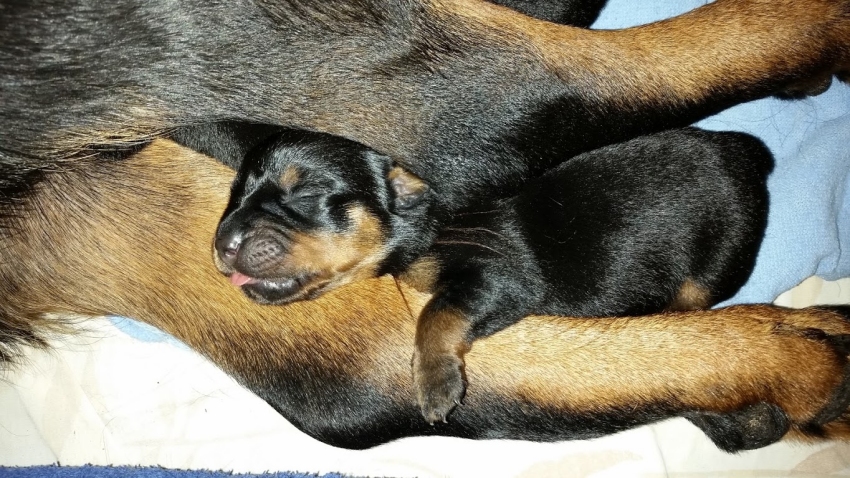 Brown girl 3 days
