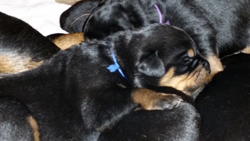 Blue boy 10 days