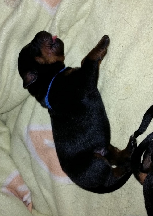 Blue boy 2 days old