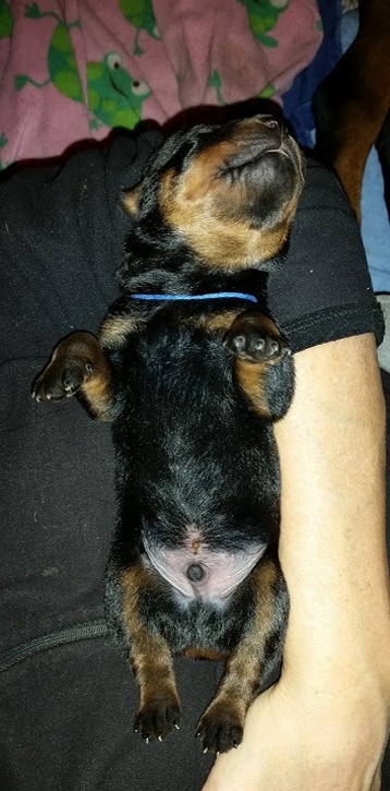 Blue boy 3 days old
