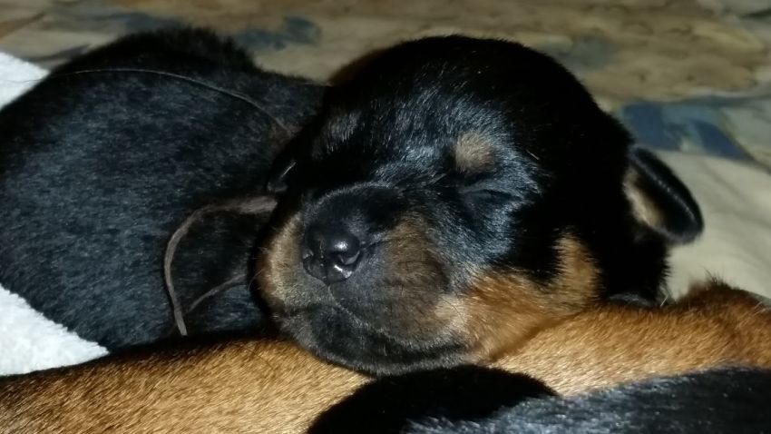 Brown girl 10 days