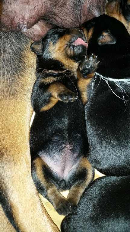 Brown girl - 1 week