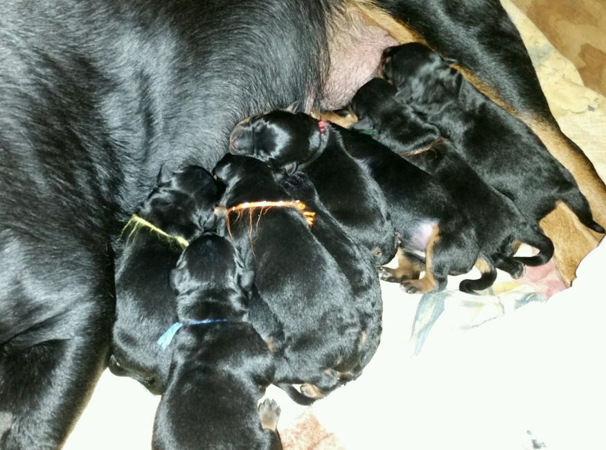 Luna pups just hours old