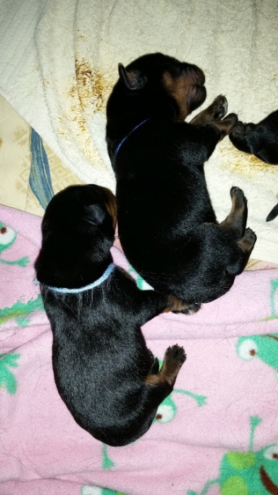 Light blue and dark blue boys 2  days old