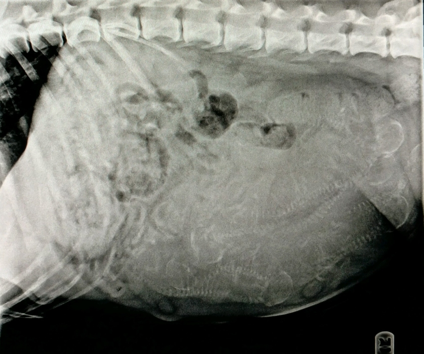 Luna due in 7 days Jan 2018