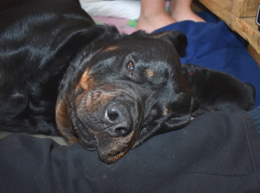 Luna resting her head