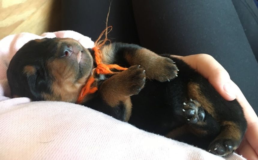 Orange 8 days sleeping