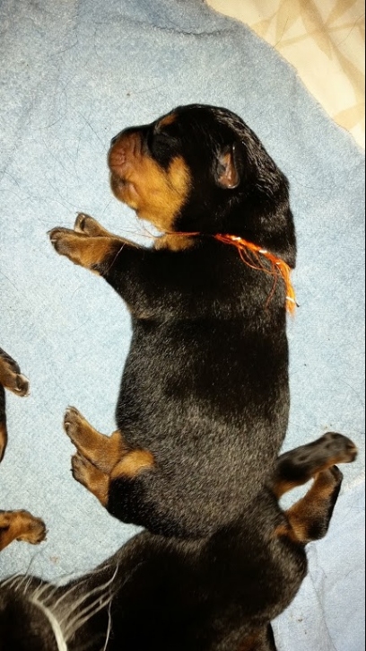 Orange girl 3 days old