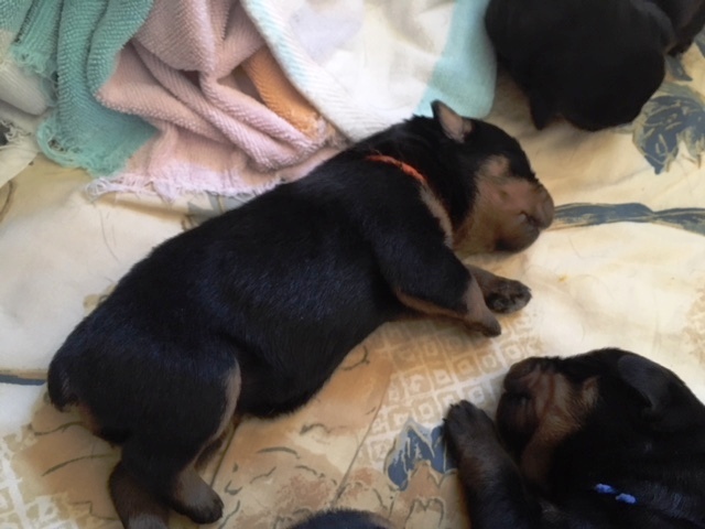 Orange girl 1 week