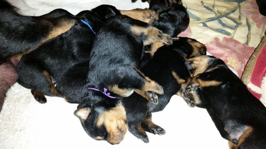 Pile of puppies 10 days