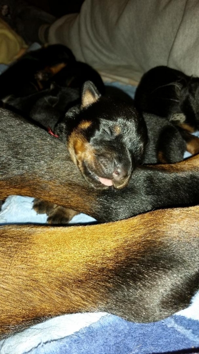 Red girl 3 days old