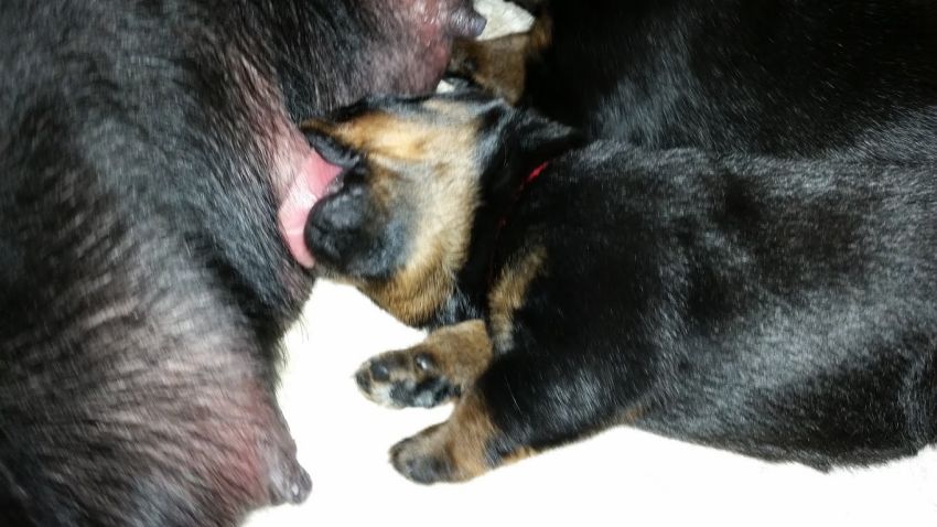 Red girl 10 days