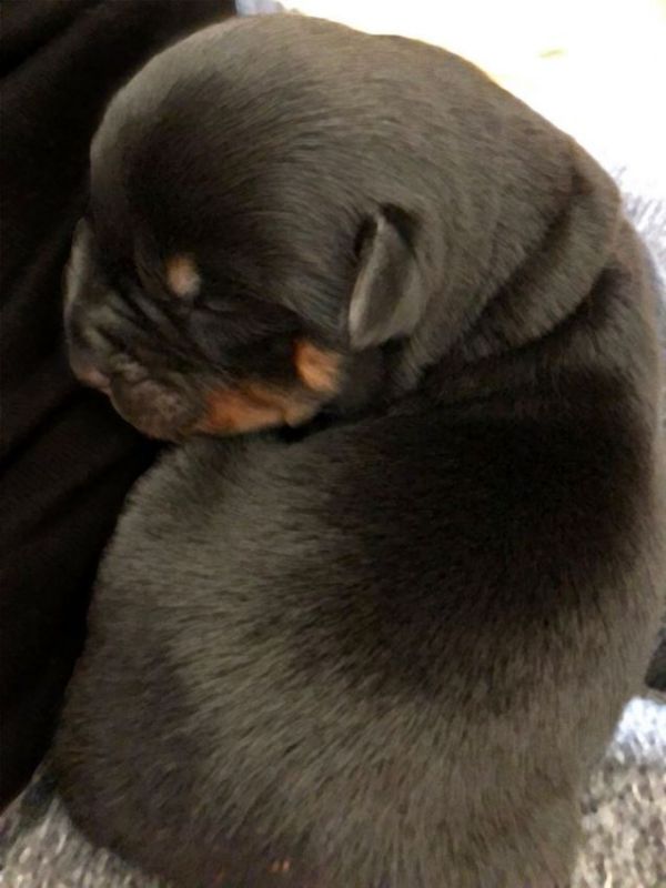Red girl - 1 week